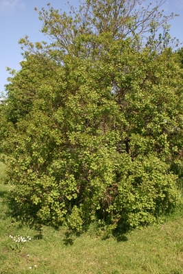 Cotinus obovatus