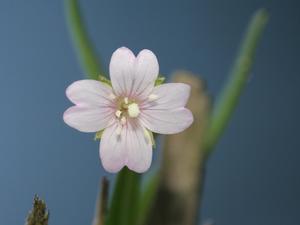 Marsh Willow Herb