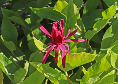 Calycanthus occidentalis