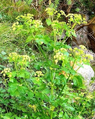 Smyrnium olusatrum