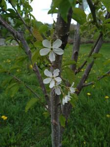 Cherry blossoms