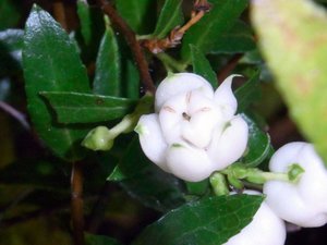 Mountain Snowberry