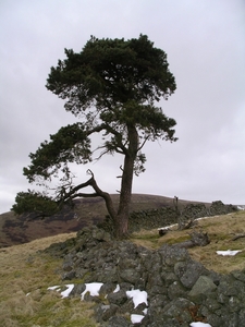 Scot's Pine