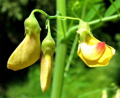 Sesbania herbacea