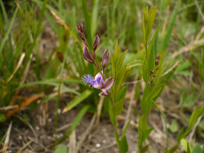 Polygala sibirica