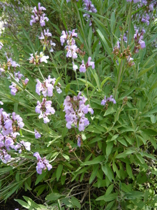 Spanish Sage