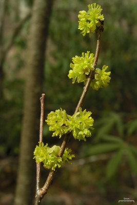 Lindera benzoin