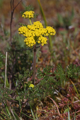 Lomatium utriculatum