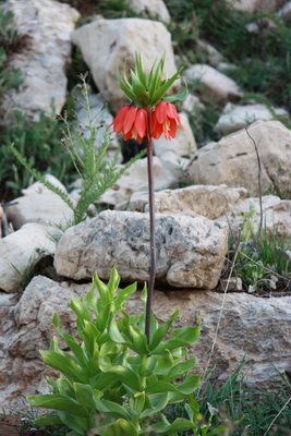 Fritillaria imperialis