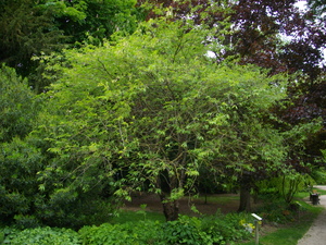 Birch Bark Cherry