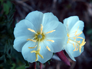 Whitest Evening Primrose