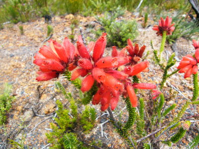 Erica cerinthoides