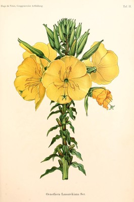 Oenothera lamarckiana