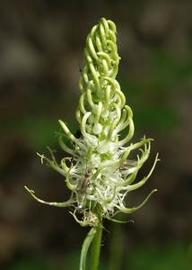 Spiked Rampion