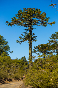 Monkey puzzle