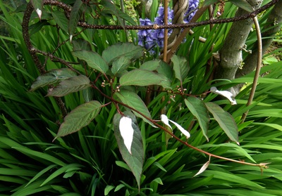 Actinidia pilosula