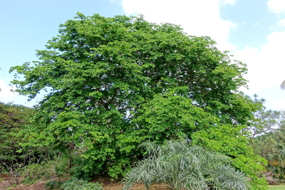 Bulnesia arborea