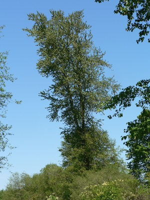 Populus trichocarpa