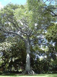 Kapok Tree