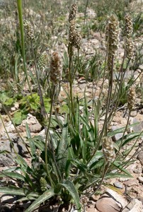 Blond Psyllium