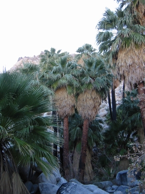 Washingtonia filifera