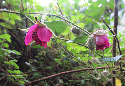 Rubus roseus