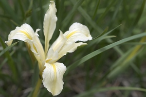 Bowltube Iris