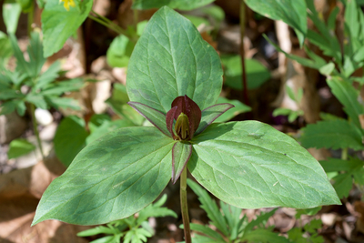 Trillium sessile