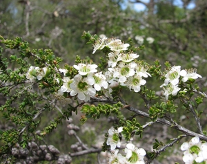 Lemon-Scented Tea Tree