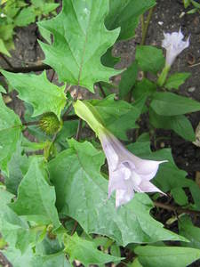 Thorn Apple