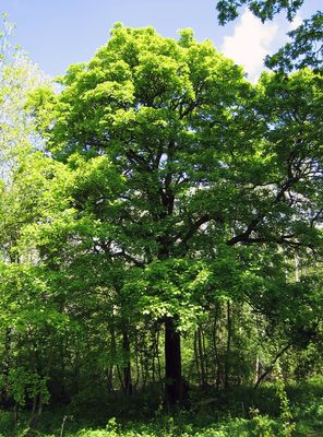 Sorbus torminalis