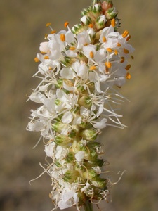 White Prairie Clover