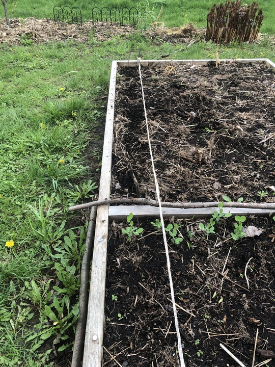Planted a super early row of cucumbers. There may yet be a frost, but there’s a chance they also get an early start. Will plant succession rows over the next weeks.
Varieties: Blanc de Holland, Bushy, Spacesaver