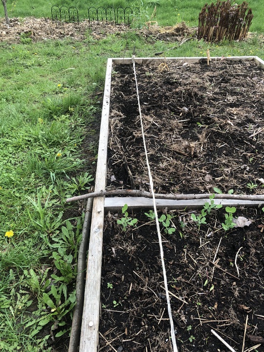 Planted a super early row of cucumbers. There may yet be a frost, but there’s a chance they also get an early start. Will plant succession rows over the next weeks.
Varieties: Blanc de Holland, Bushy, Spacesaver