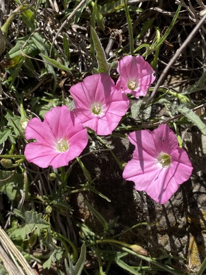 Convolvulus erubescens