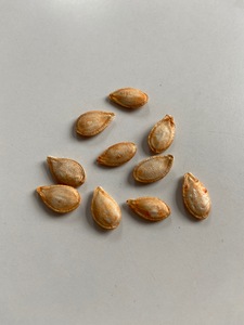 Butternut squash seeds