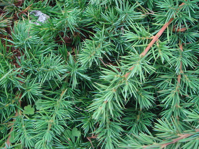 Juniperus conferta