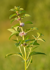 Corn Mint