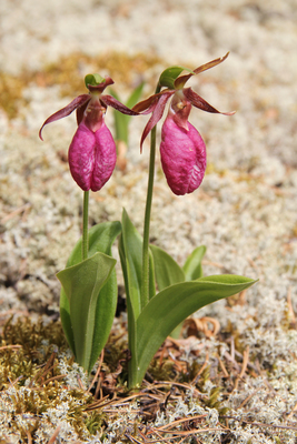 Cypripedium acaule