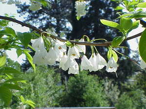 Silver-Bell Tree