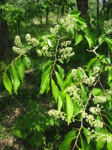 Prunus buergeriana