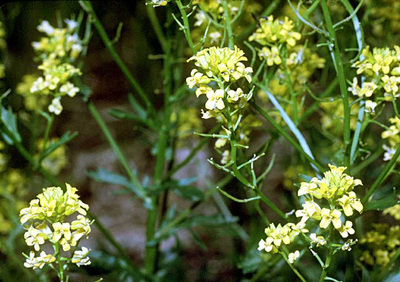 Barbarea vulgaris