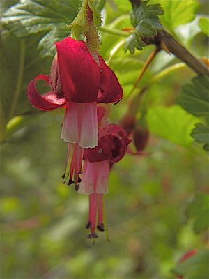 Ribes lobbii