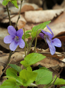 Viola reichenbachiana