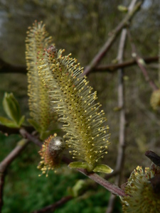 Sitka Willow