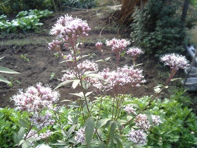 Eupatorium japonicum