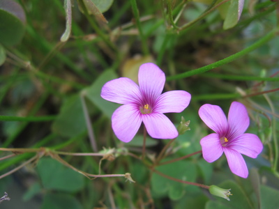 Oxalis articulata