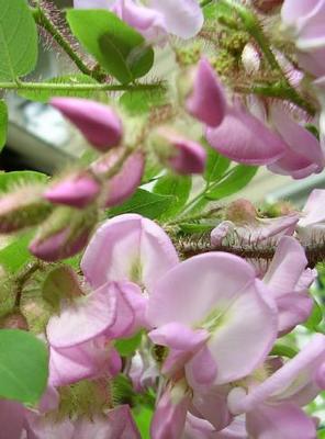 Robinia hispida