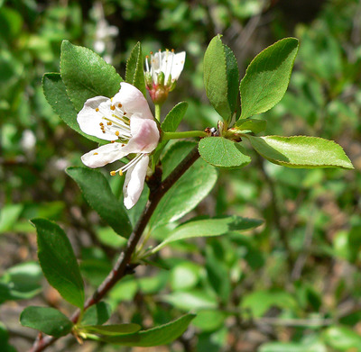 Prunus subcordata