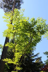 Chinese Angelica Tree